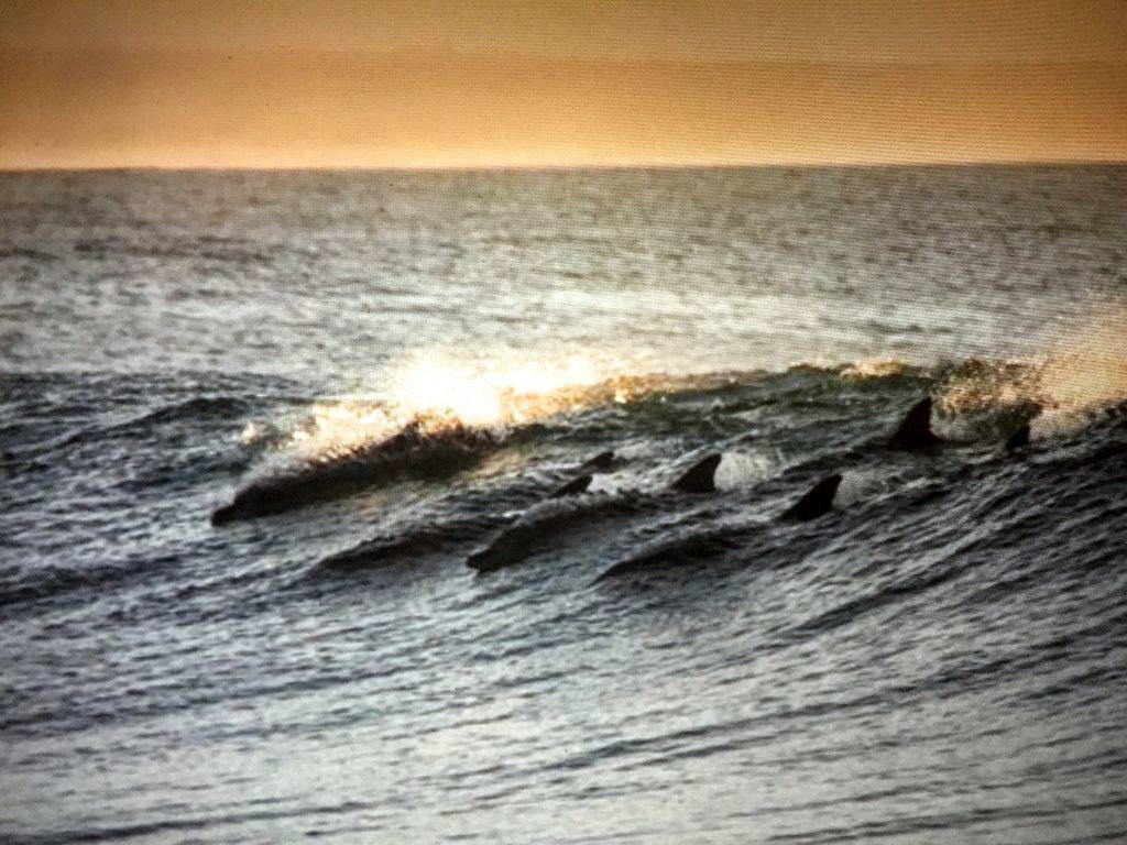 Amelia Island Oceanfront Condo أميليا أيلاند المظهر الخارجي الصورة